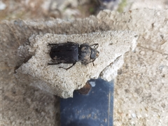 Lucanus cervus turcicus