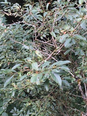 Lindera erythrocarpa