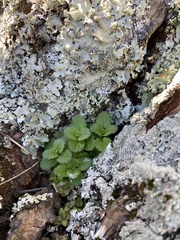 Veronica arvensis