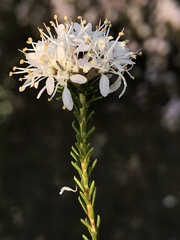 Agathosma capensis