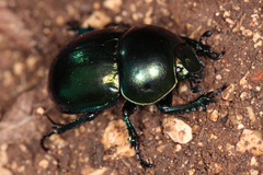 Trypocopris vernalis