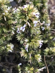 Muraltia ericifolia