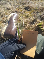 Carex aquatilis stans