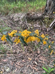 Podolobium ilicifolium