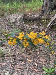 Podolobium ilicifolium