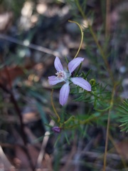 Philotheca reichenbachii