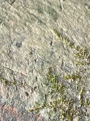 Hygroamblystegium humile