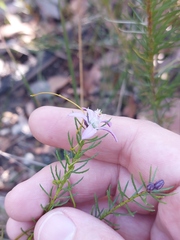 Philotheca reichenbachii