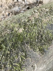 Hygroamblystegium humile