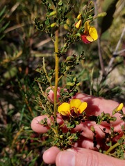 Bossiaea obcordata
