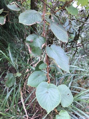 Actinidia setosa