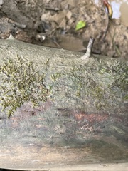 Hygroamblystegium humile