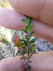 Leptospermum rotundifolium