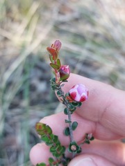 Leptospermum rotundifolium