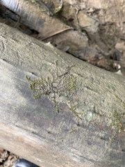 Hygroamblystegium humile