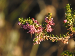 Erica manipuliflora
