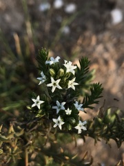 Thesium capitatum