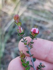 Leptospermum rotundifolium