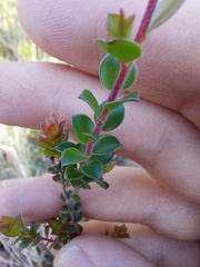 Leptospermum rotundifolium