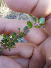 Leptospermum rotundifolium