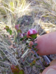 Leptospermum rotundifolium