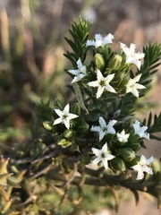 Thesium capitatum