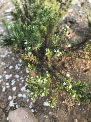 Thesium capitatum
