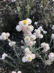 Achyranthemum paniculatum