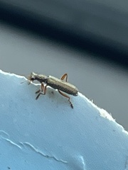 Lemidia subaenea