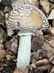 Amanita pantherina