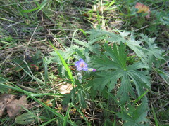 Geranium pseudosibiricum