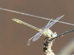 Gomphus pulchellus