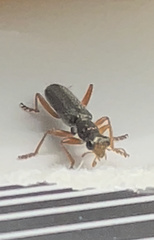 Lemidia subaenea