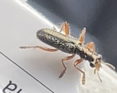 Lemidia subaenea