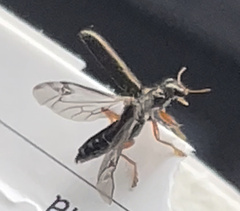 Lemidia subaenea