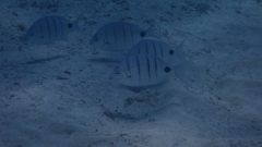 Diplodus lineatus