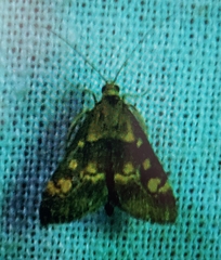 Pyrausta