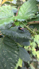 Mesembrina meridiana
