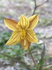 Cyanella lutea
