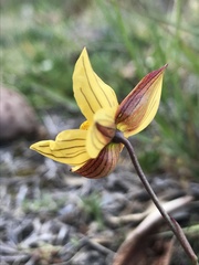 Cyanella lutea