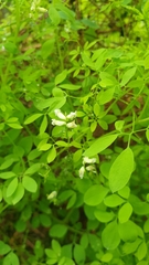 Ceratocapnos claviculata