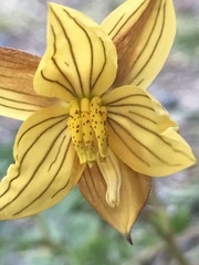 Cyanella lutea