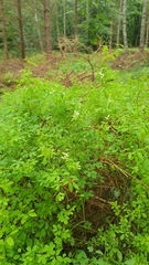 Ceratocapnos claviculata