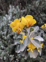 Stirtonanthus taylorianus