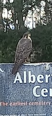 Falco novaeseelandiae