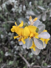 Stirtonanthus taylorianus