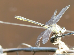 Gomphus pulchellus