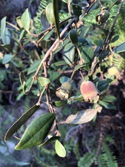 Rhodomyrtus tomentosa