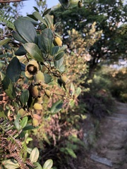 Rhodomyrtus tomentosa