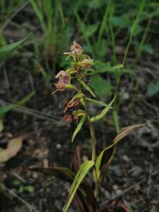Epipactis helleborine